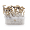Buy Magic Mushroom Kit USA Online