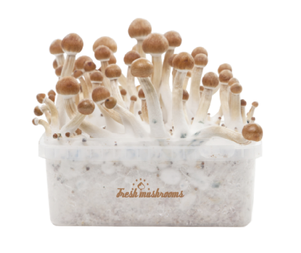 Buy Magic Mushrooms Psilocybin Grow Kit Online